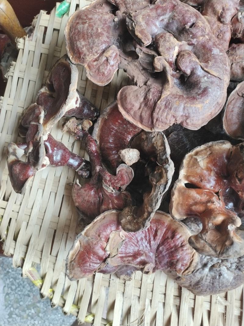 野生赤灵芝