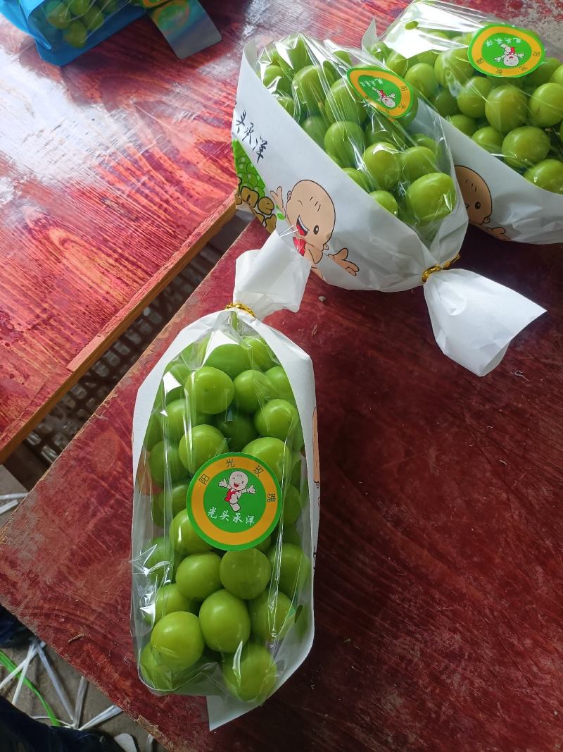 西昌阳光玫瑰以上市，欢迎各位老板大量采购