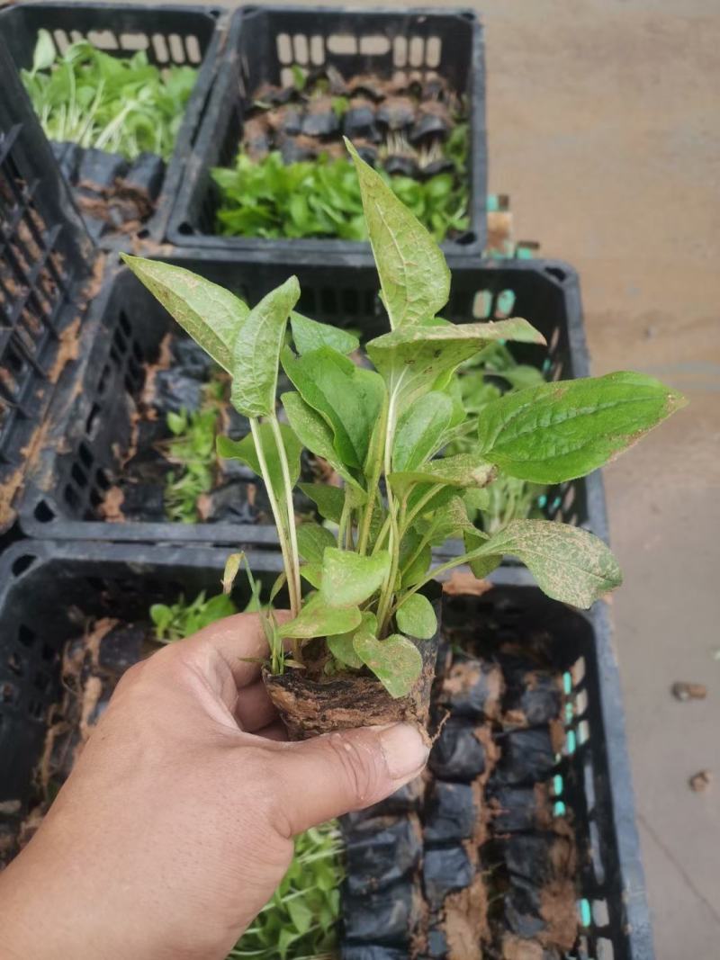 松果菊基地直销，大量供应，可实地看货，一手货源。