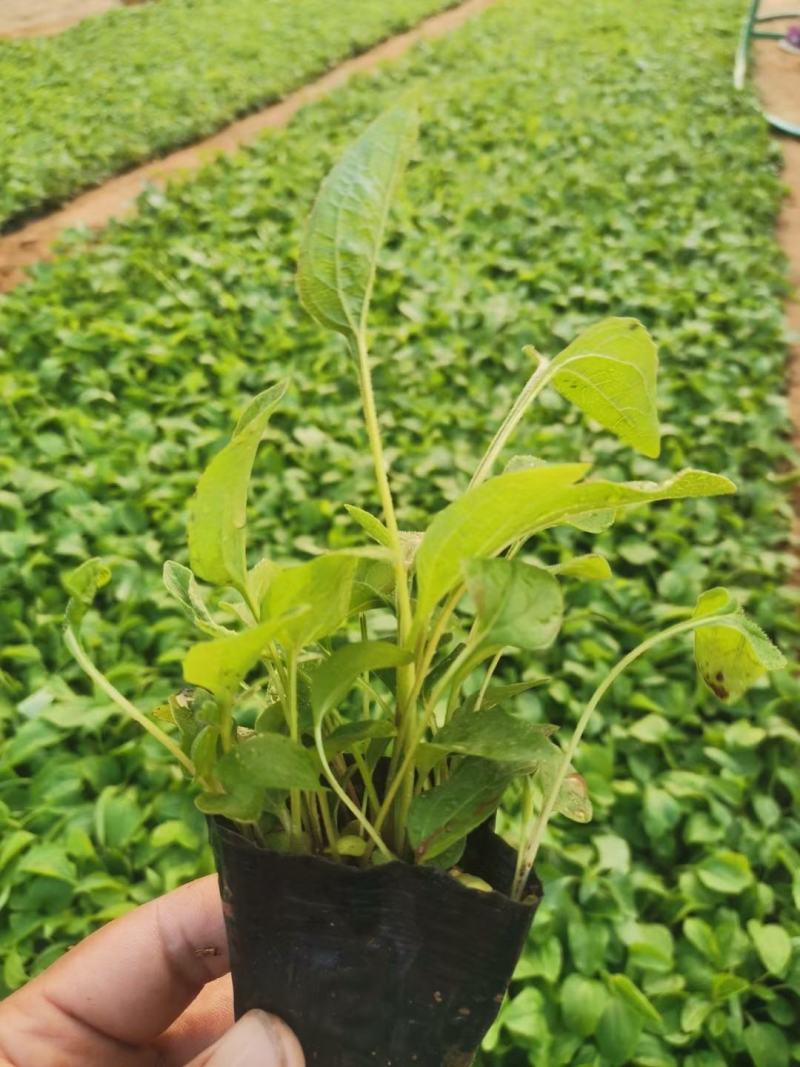 松果菊基地直销，大量供应，可实地看货，一手货源。