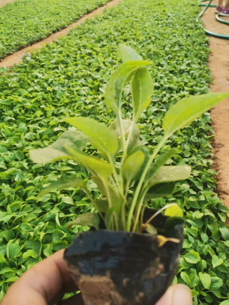 松果菊基地直销，大量供应，可实地看货，一手货源。