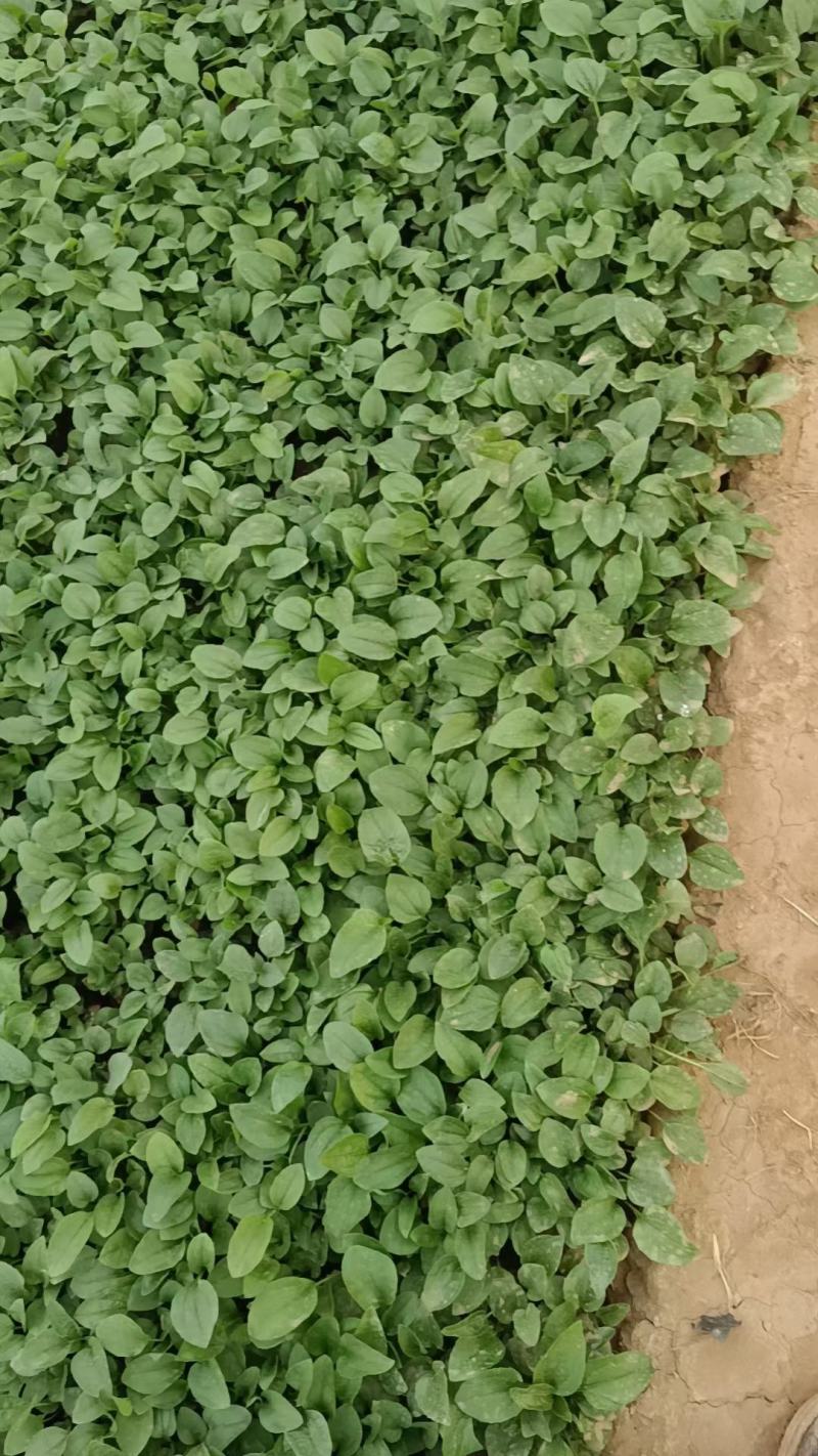 松果菊基地直销，大量供应，可实地看货，一手货源。
