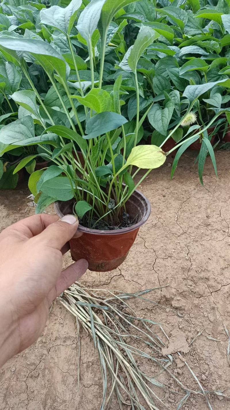 松果菊基地直销，大量供应，可实地看货，一手货源。