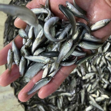 青鱼苗小片一斤500尾
