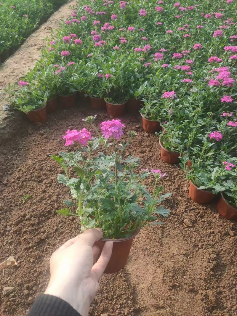 美女樱基地直销，大量供应，可实地看货，一手货源。