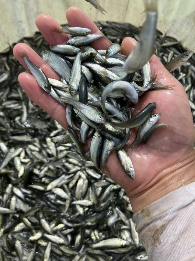 青鱼苗小片一斤500尾