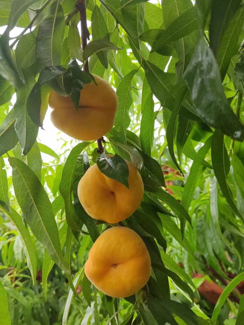 36-5，风味皇后，7-7油蟠，油蟠9！各种蟠桃！