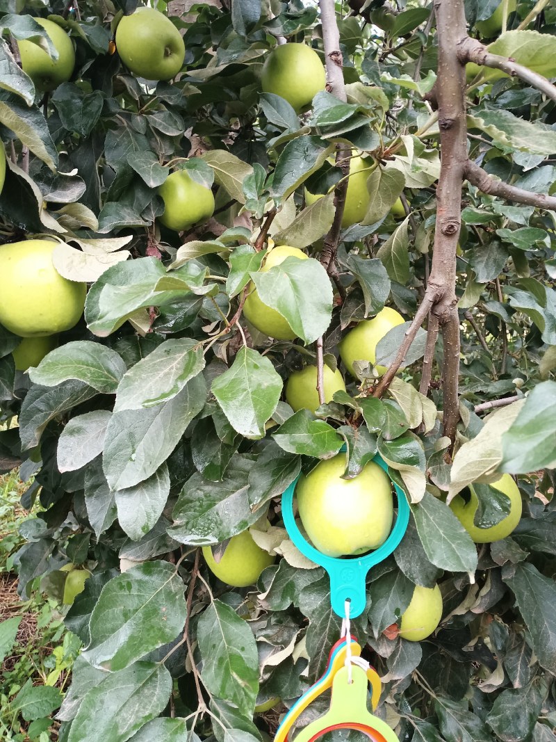 早熟华硕