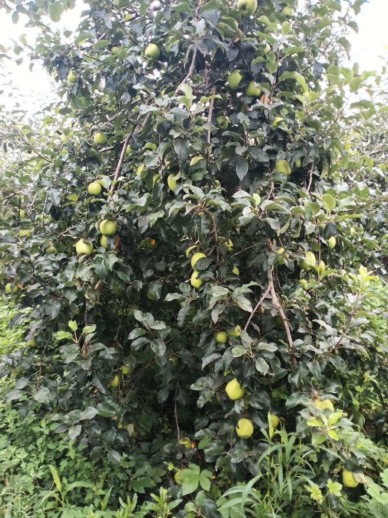 早熟华硕