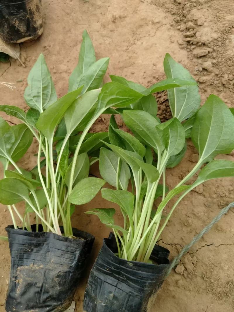 松果菊基地直销，大量供应，可实地看货，一手货源。