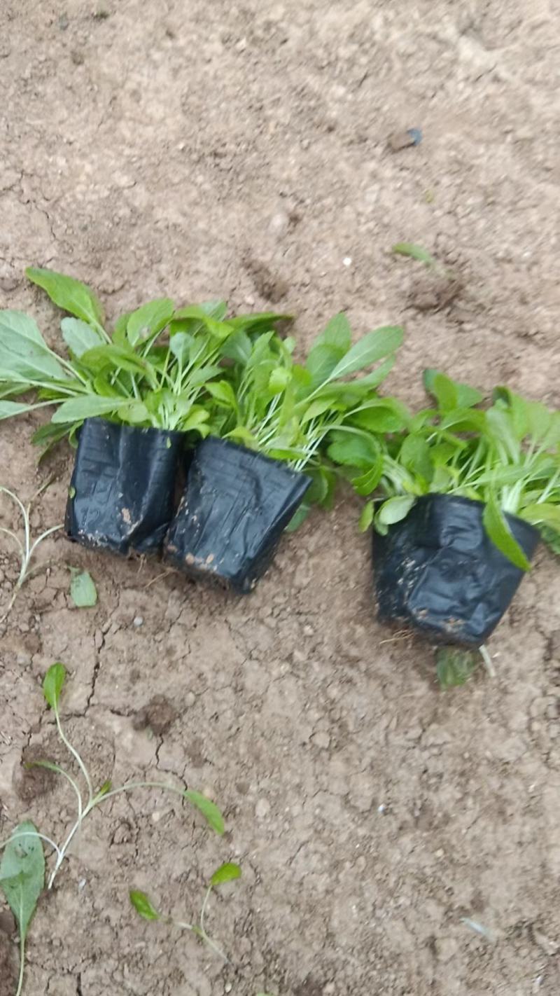 地被鼠尾草基地直销，大量供应，可实地看货，一手货源。