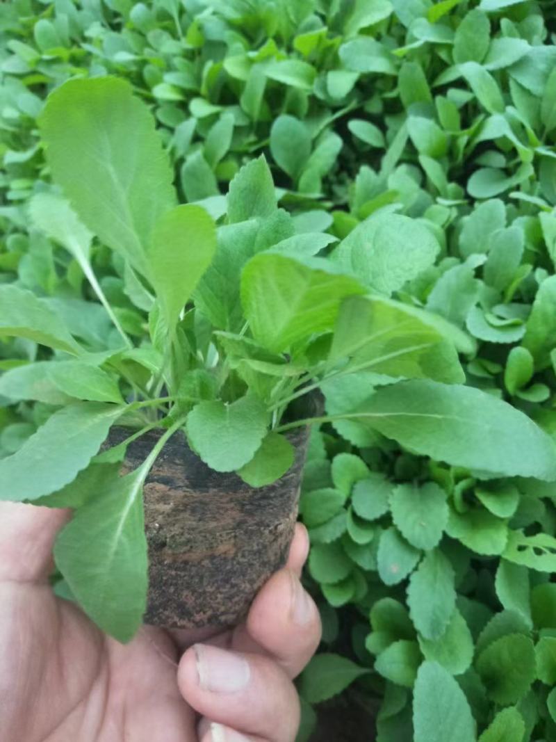地被鼠尾草基地直销，大量供应，可实地看货，一手货源。