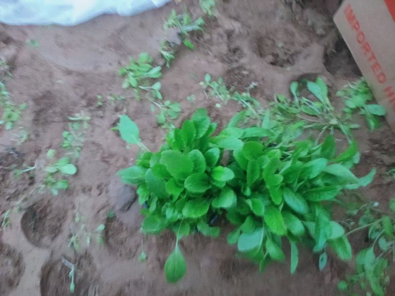 地被鼠尾草基地直销，大量供应，可实地看货，一手货源。