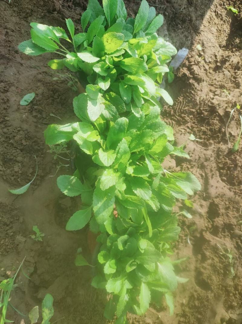地被鼠尾草基地直销，大量供应，可实地看货，一手货源。
