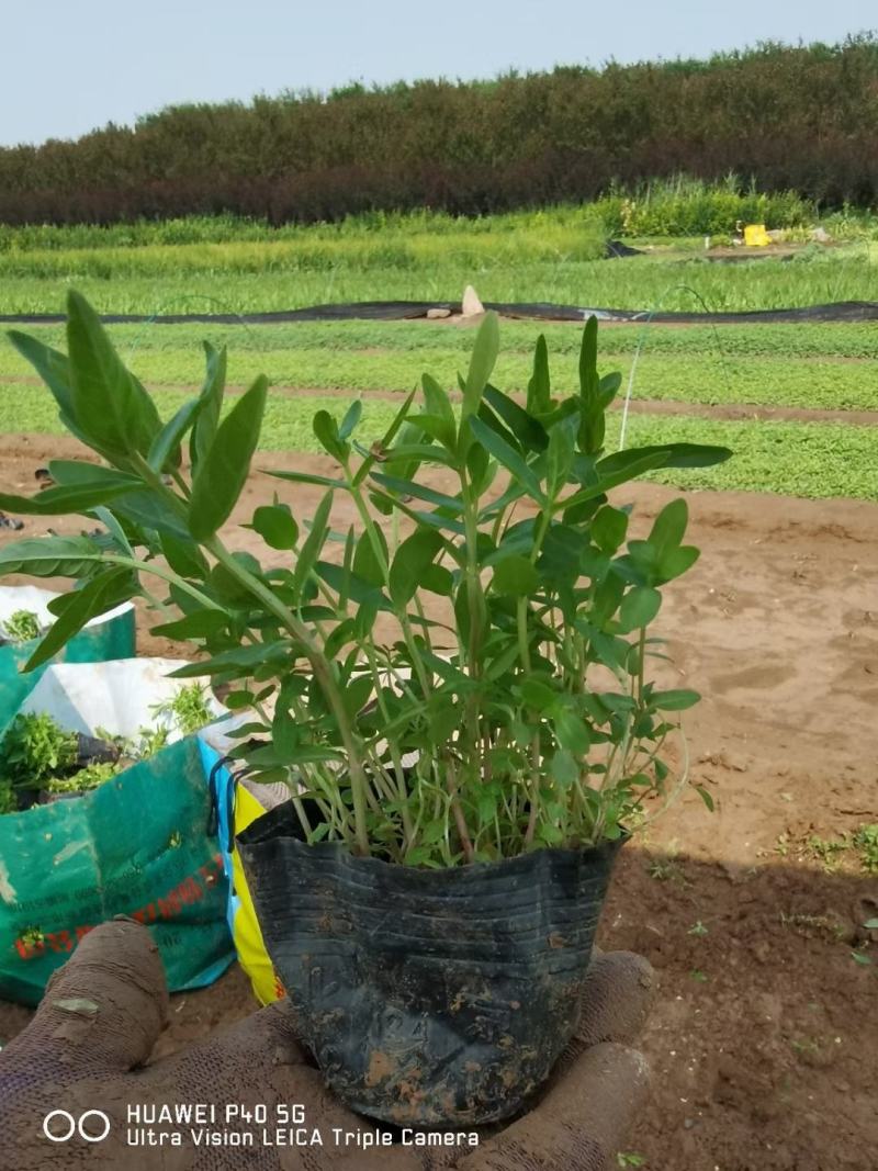 千屈菜基地直销，大量供应，可实地看货，一手货源。