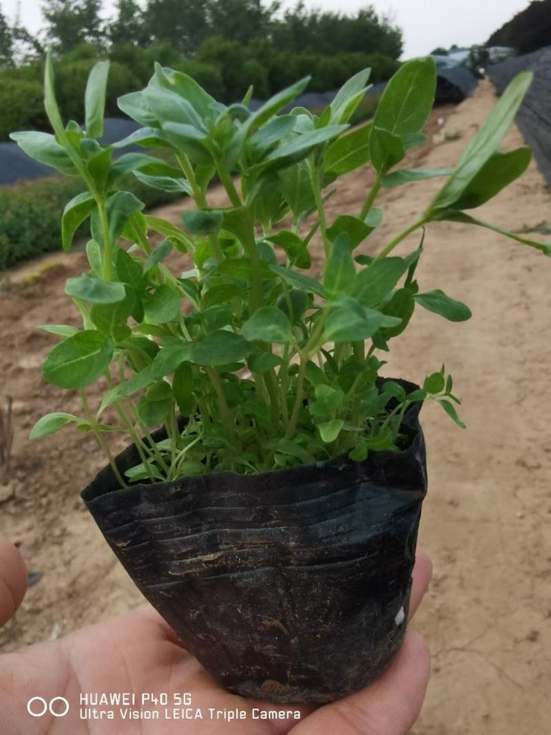 千屈菜基地直销，大量供应，可实地看货，一手货源。