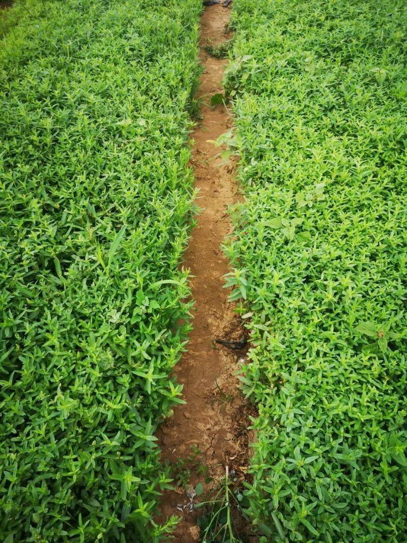 千屈菜基地直销，大量供应，可实地看货，一手货源。
