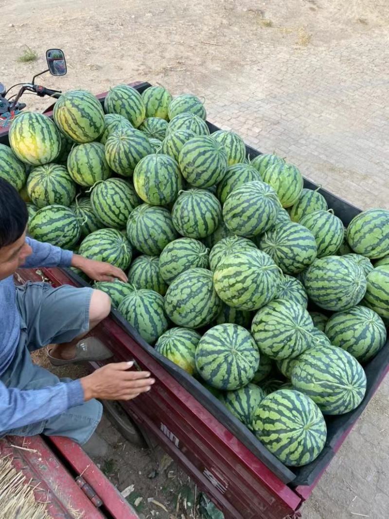 开封本地精品美都西瓜不甜不熟不要钱，薄皮大红瓤，对接全国