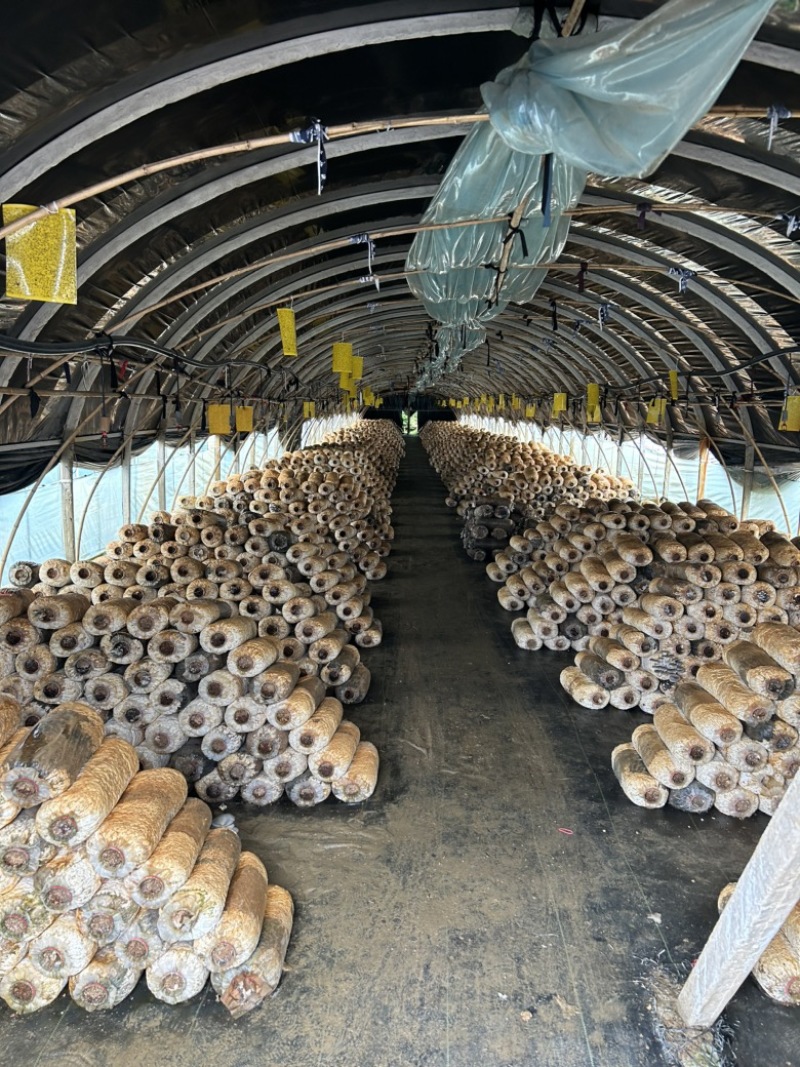 平菇废菌包，免费送