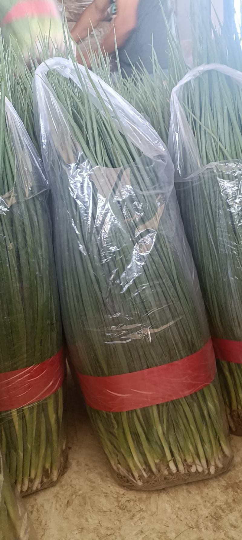 河南平顶山精品四季小葱大量上市产地直发对接全国客商