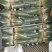 河南平顶山精品四季小葱大量上市产地直发对接全国客商