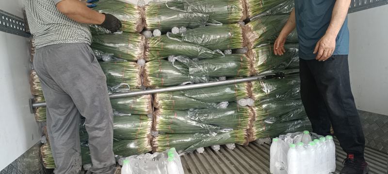 河南平顶山精品四季小葱大量上市产地直发对接全国客商