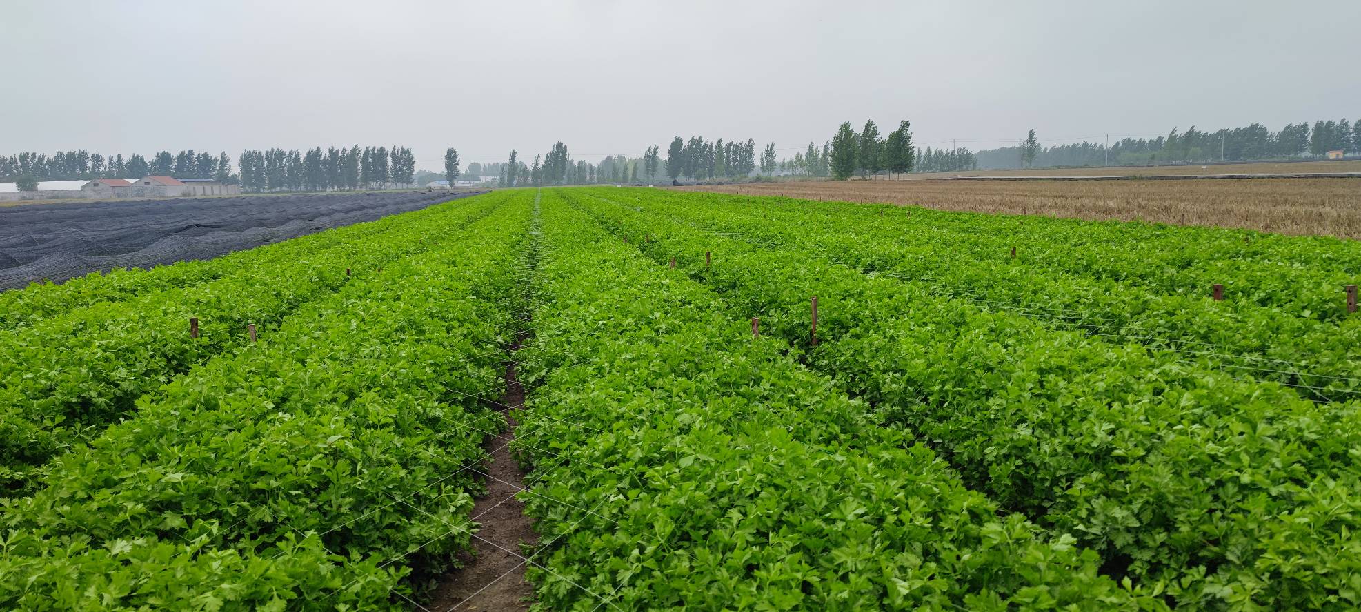 高原西芹榨汁过程展示