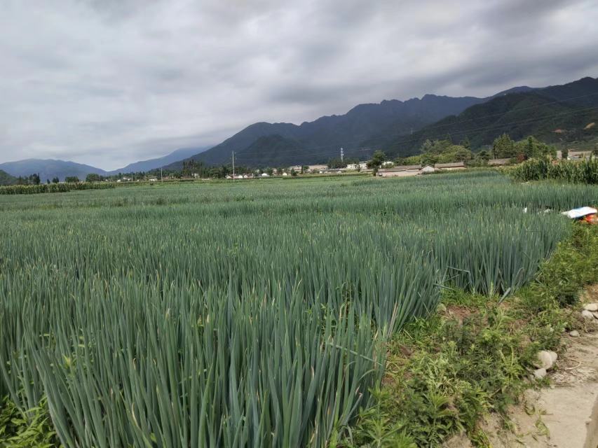 一片整齐生长的长白一号大葱田,植株高大挺拔,葱白部分裸露明显,土壤为深黑色肥沃黑土,背景可见远处山峦与晴朗天空,体现东北典型农业生态环境 长白一号大葱田间生长实景