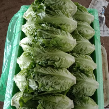 蔬菜