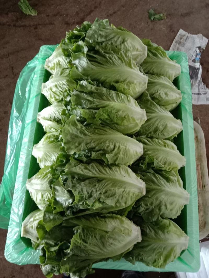 蔬菜