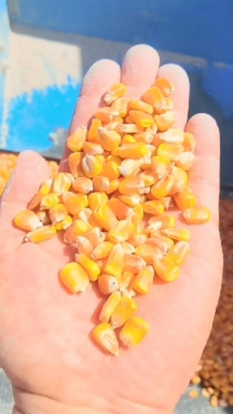 新疆一等玉米