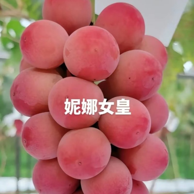 妮娜皇后