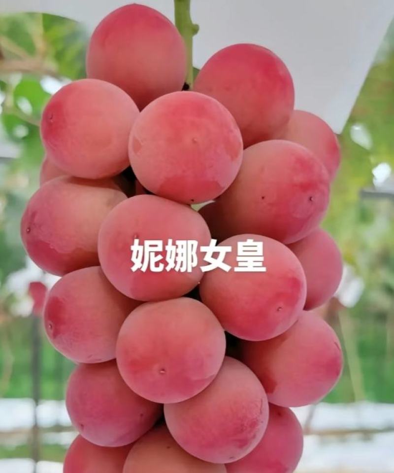 妮娜皇后