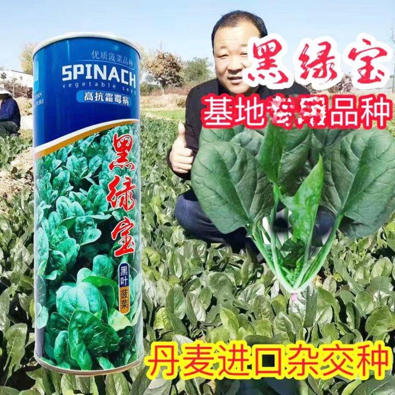 黑绿宝丹麦进口黑叶菠菜种子抗病直立250克原装发货