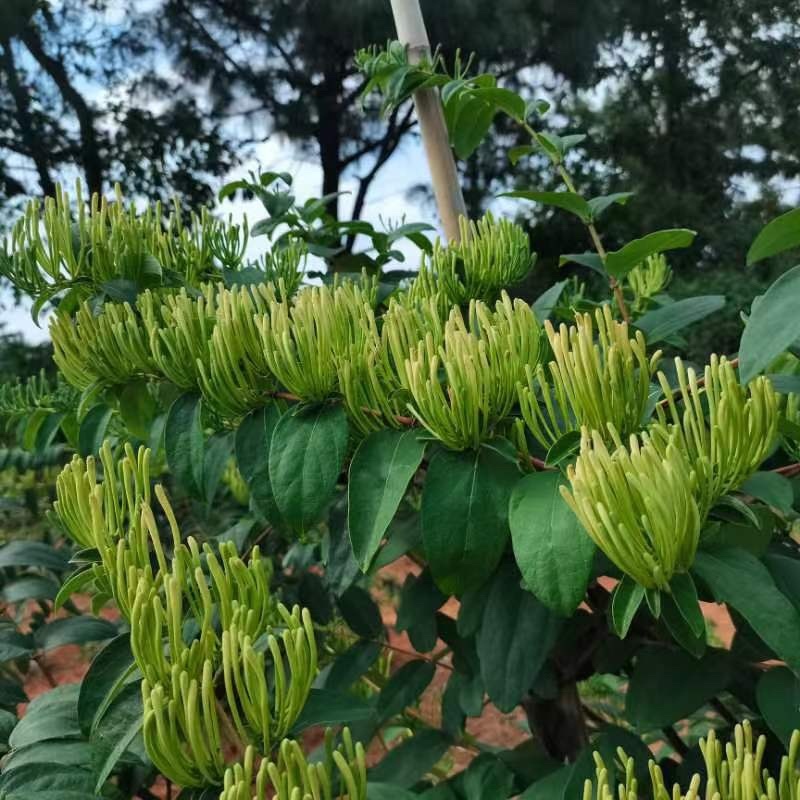 金银花山银花云南金银花一手金银花