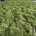 金银花山银花云南金银花一手金银花