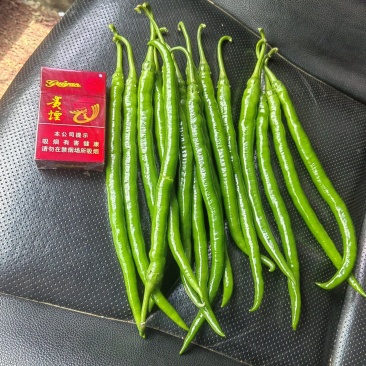鲜辣椒，二荆条，上市了，有需要的老板联系