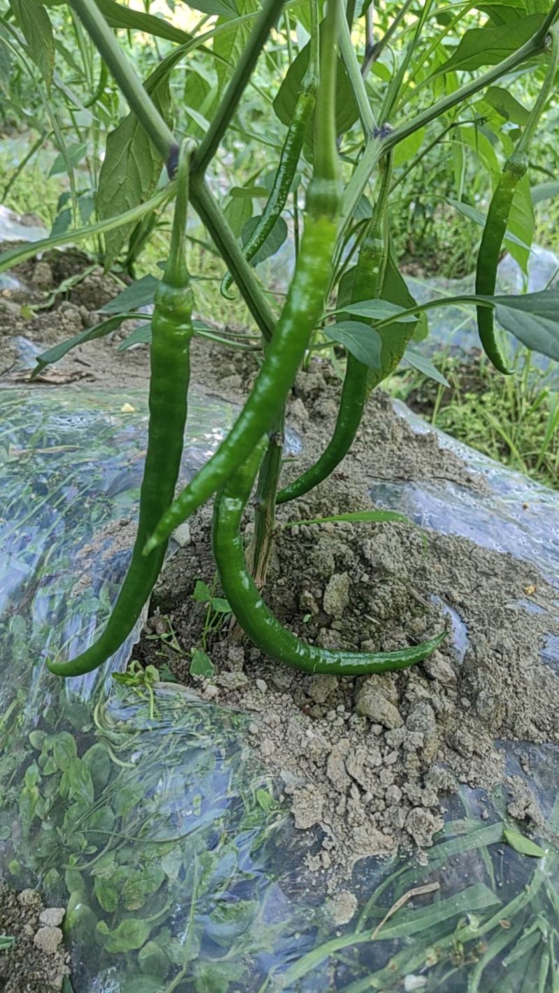 鲜辣椒，二荆条，上市了，有需要的老板联系
