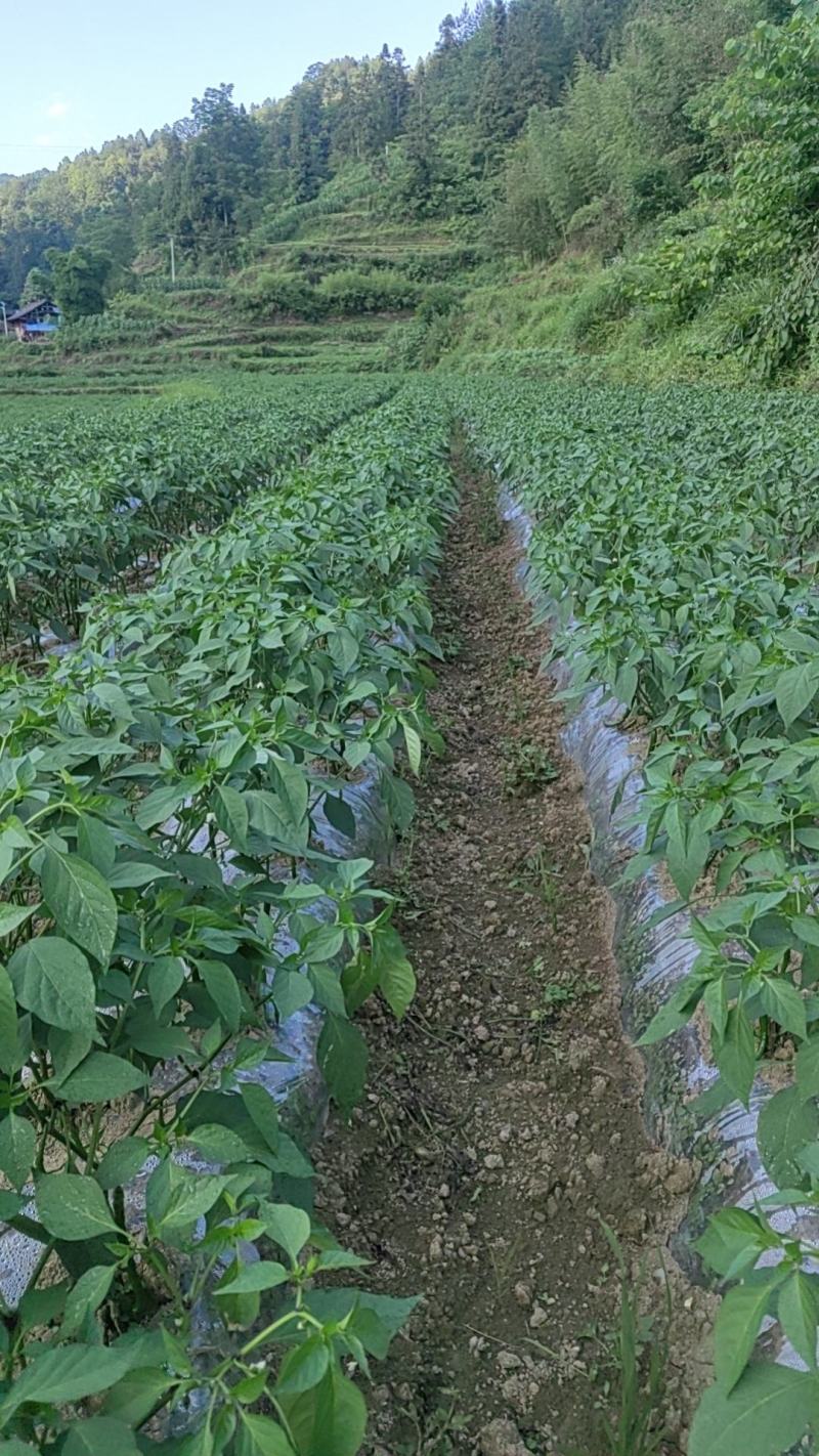鲜辣椒，二荆条，上市了，有需要的老板联系