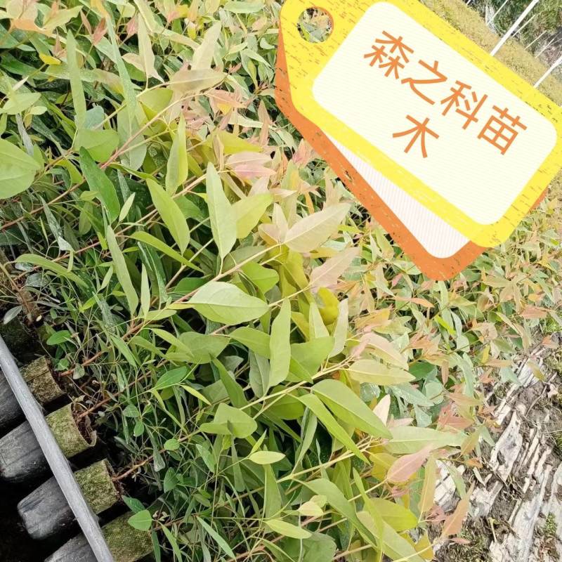 桉树苗