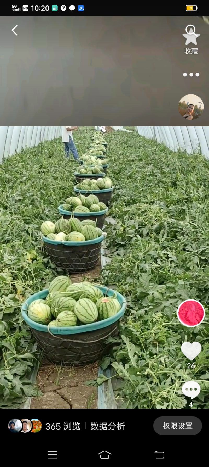 连云港引进日本拿皮特小西瓜