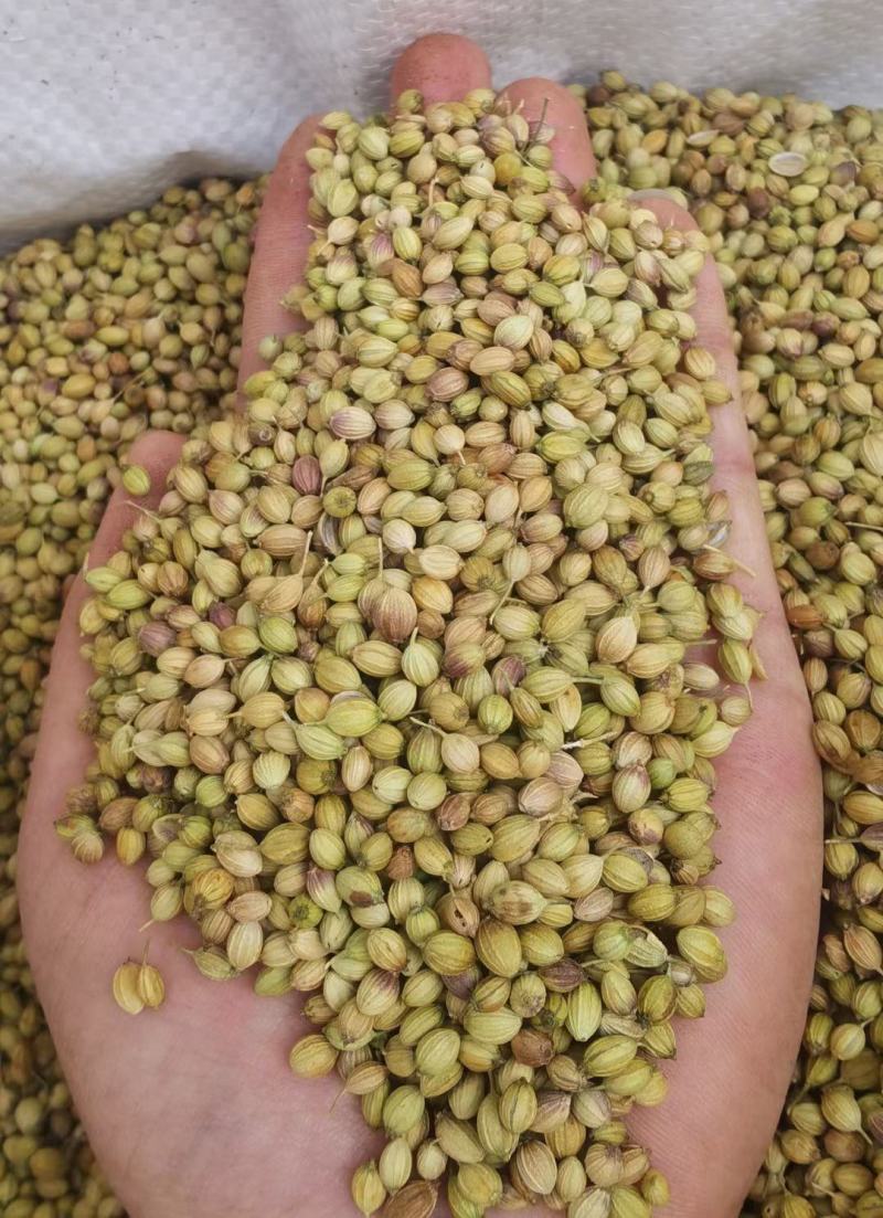 香菜籽香料大全食用调味料散装调料批发产地货源