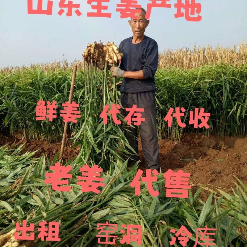 生姜产地批发一手货源保质保量物流全国发货