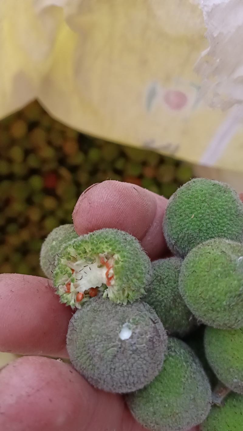 构树果，楮实子要鲜货的联系我可以发车走的