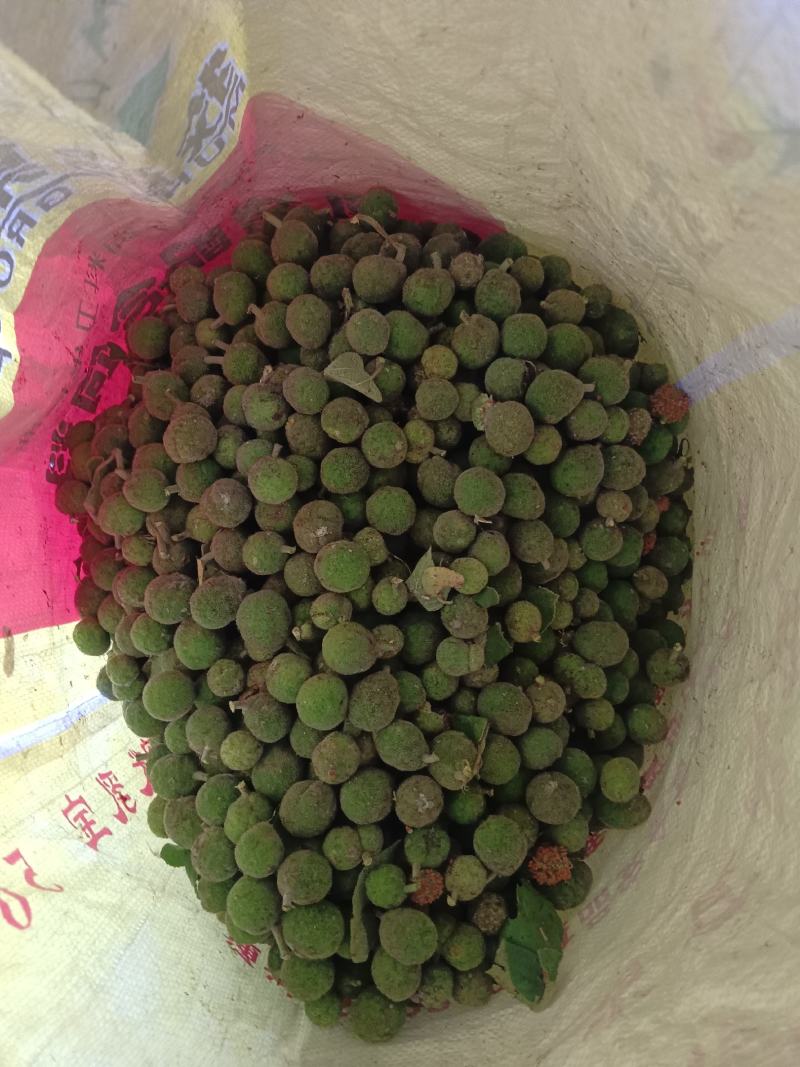 构树果，楮实子要鲜货的联系我可以发车走的