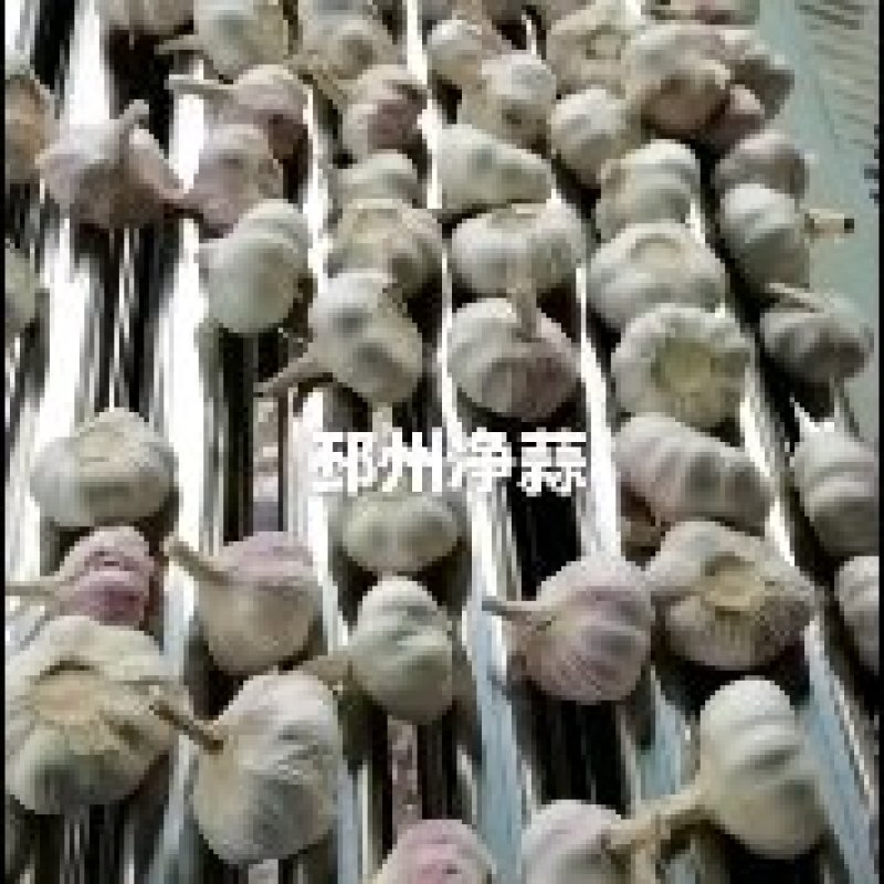 邳州精品净蒜质量杠杠的需要的老板联系我