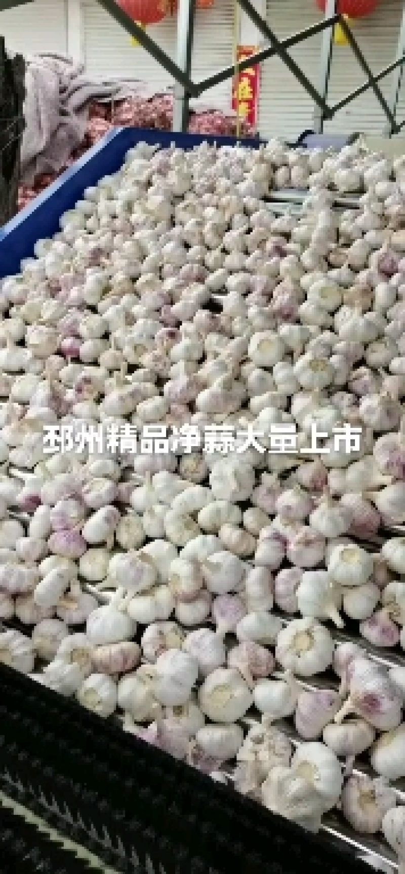邳州精品净蒜质量杠杠的需要的老板联系我