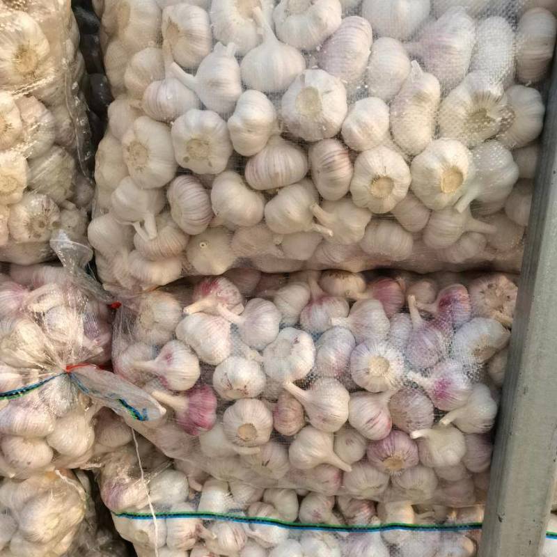 邳州精品净蒜质量杠杠的需要的老板联系我
