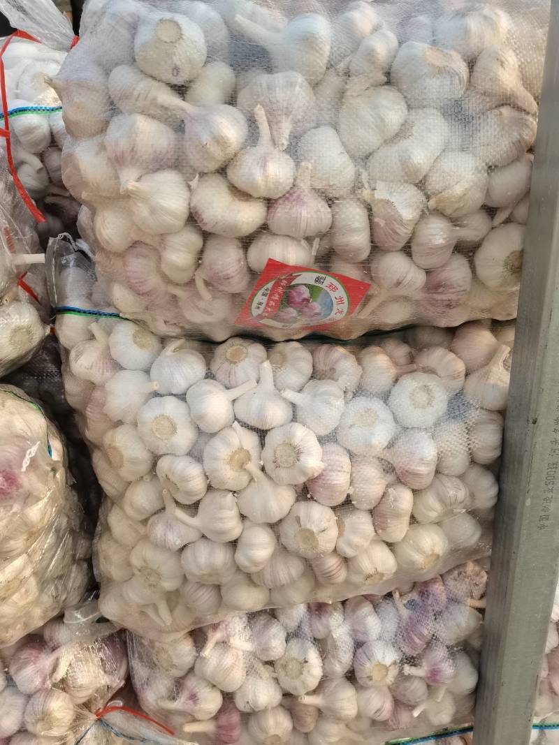 邳州精品净蒜质量杠杠的需要的老板联系我