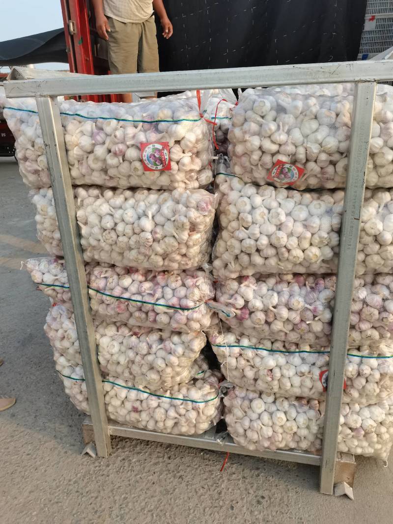 邳州精品净蒜质量杠杠的需要的老板联系我